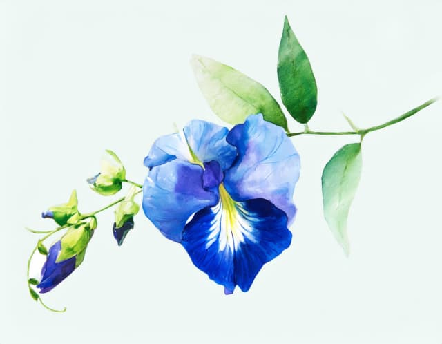 Blue flower illustration