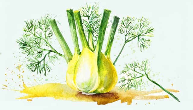 Fennel illustration